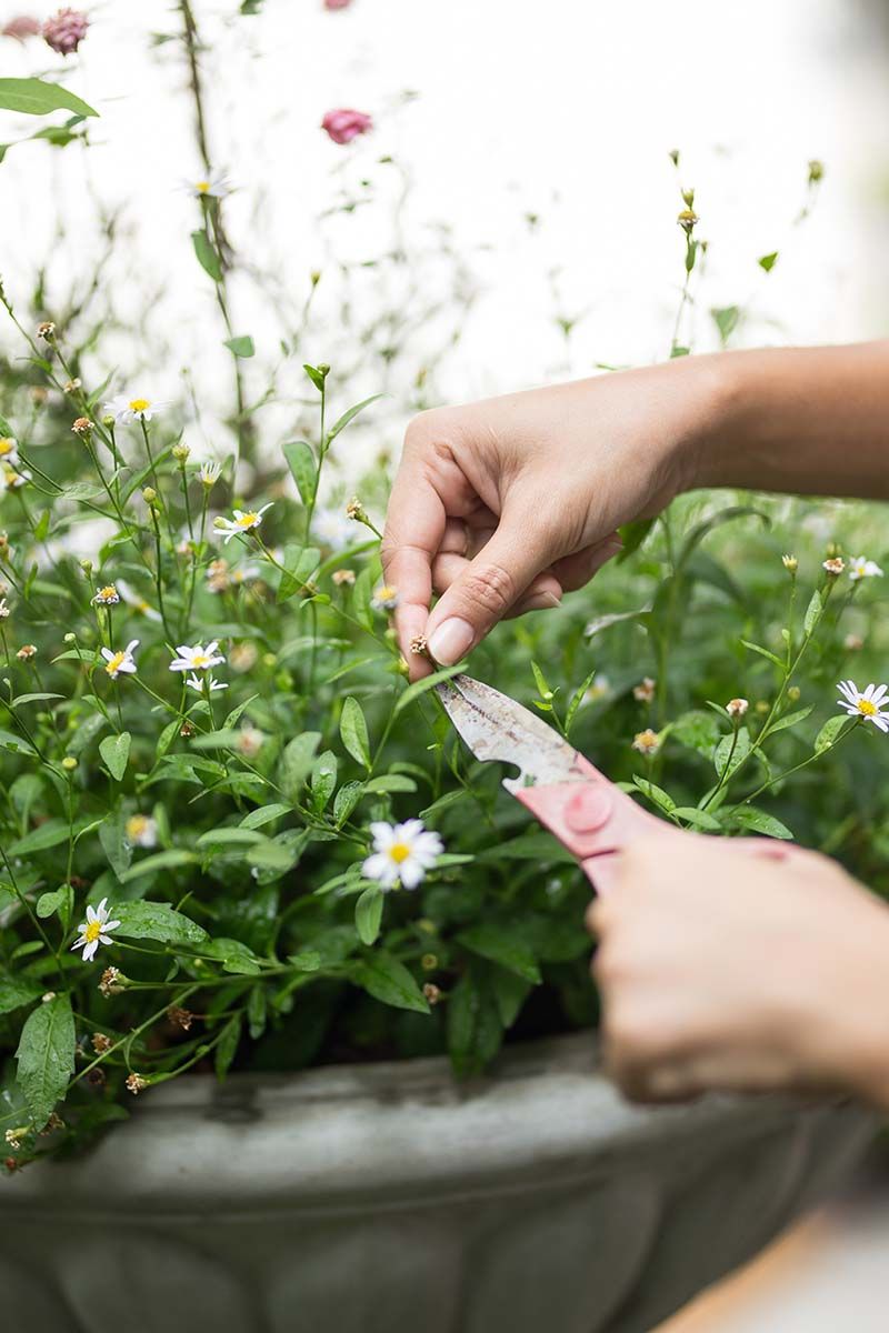 Shasta Daisies (Leucanthemum x superbum)