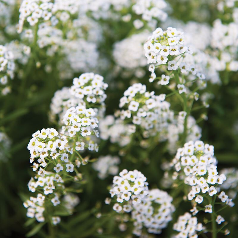 Sweet Alyssum (Lobularia maritima)