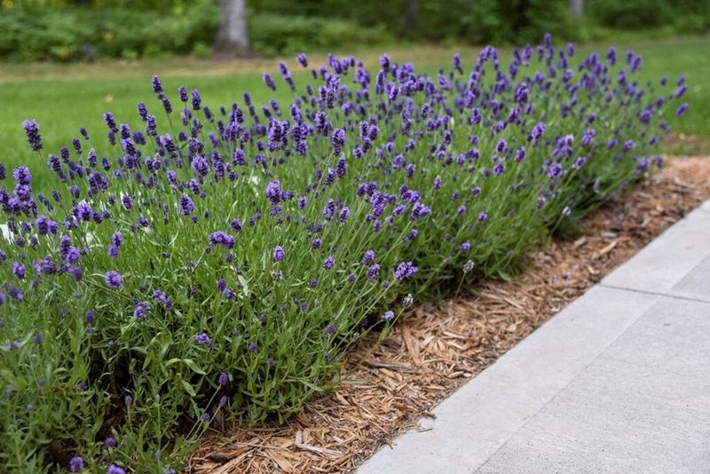 Lavender (Lavandula spp.)