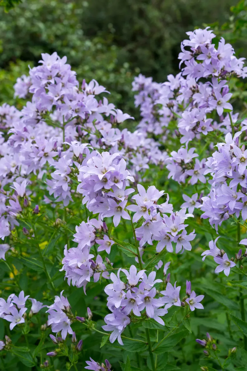 Campanula