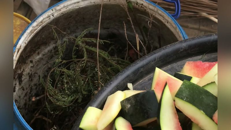 Watermelon Rinds