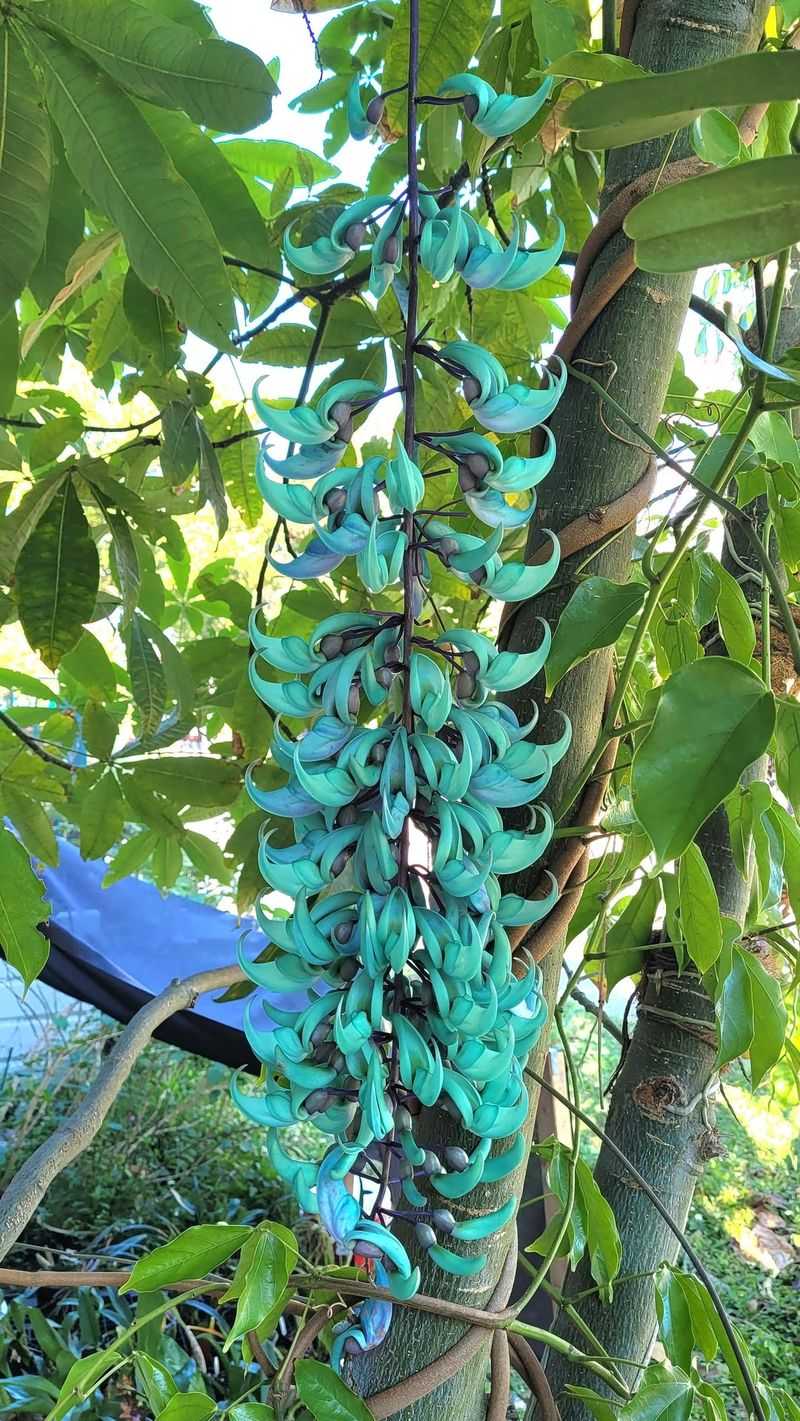 Jade Vine