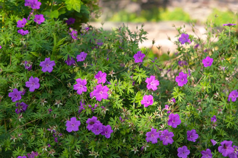 Cranesbill Geranium