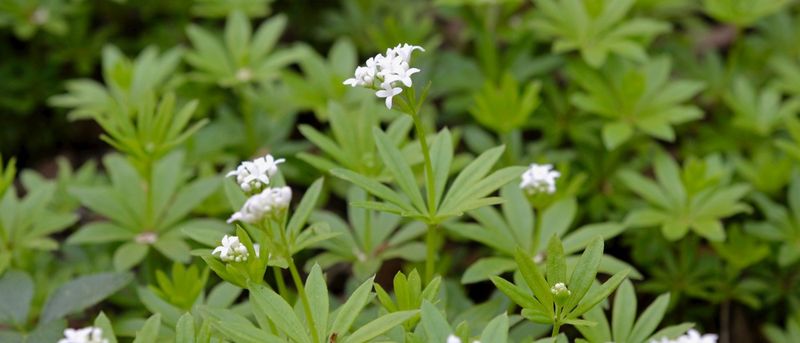 Sweet Woodruff