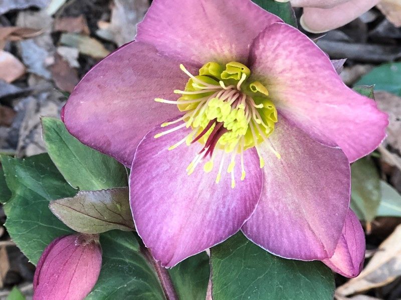 Hellebore