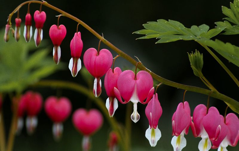 Bleeding Heart
