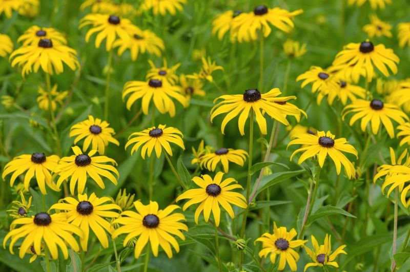 Black-eyed Susan