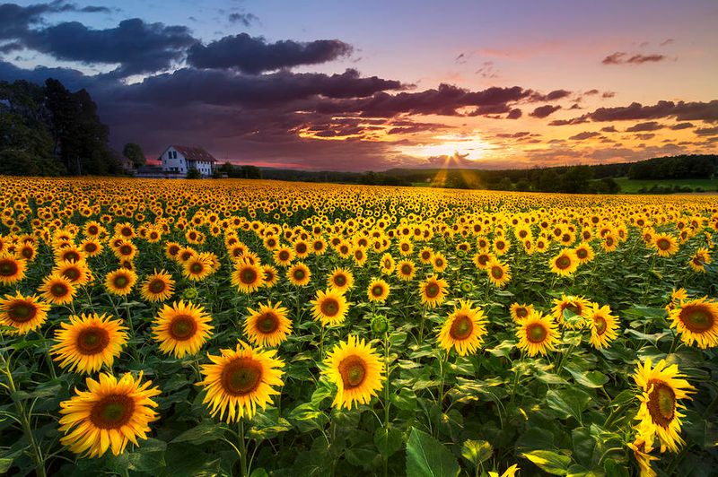 Sunflowers