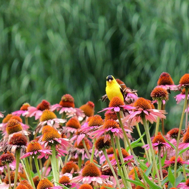 Echinacea