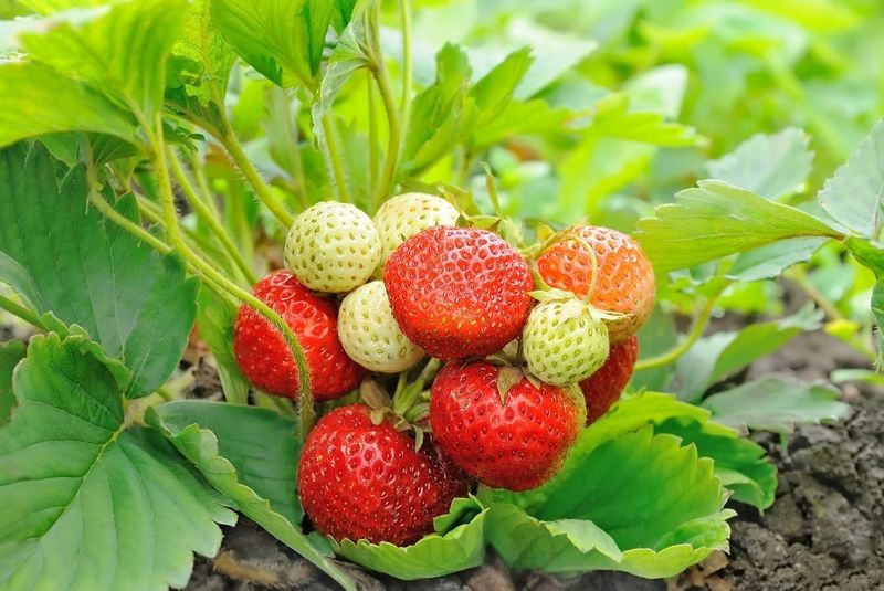 Strawberries (Bare Root or Potted)