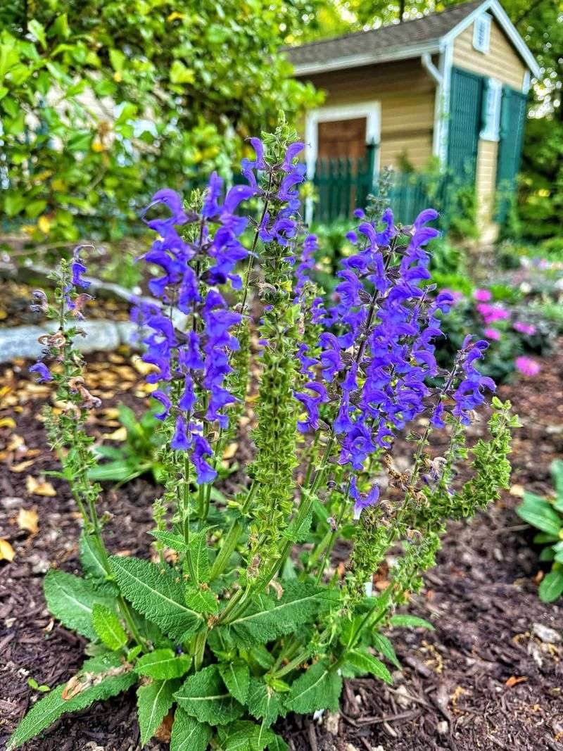 Salvia (Salvia spp.)