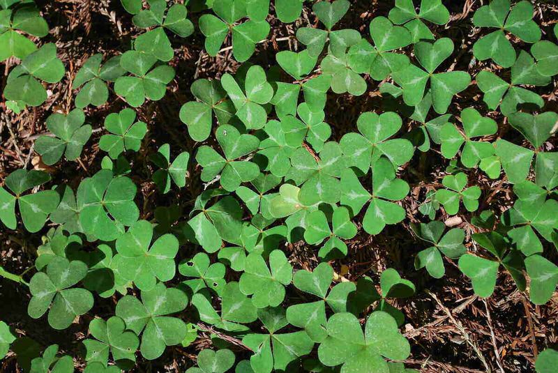 Clover (Trifolium repens)