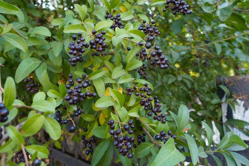 Privet (Ligustrum vulgare)