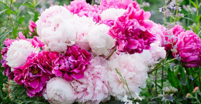 Cottagecore Plants That Belong in Every Whimsy Garden