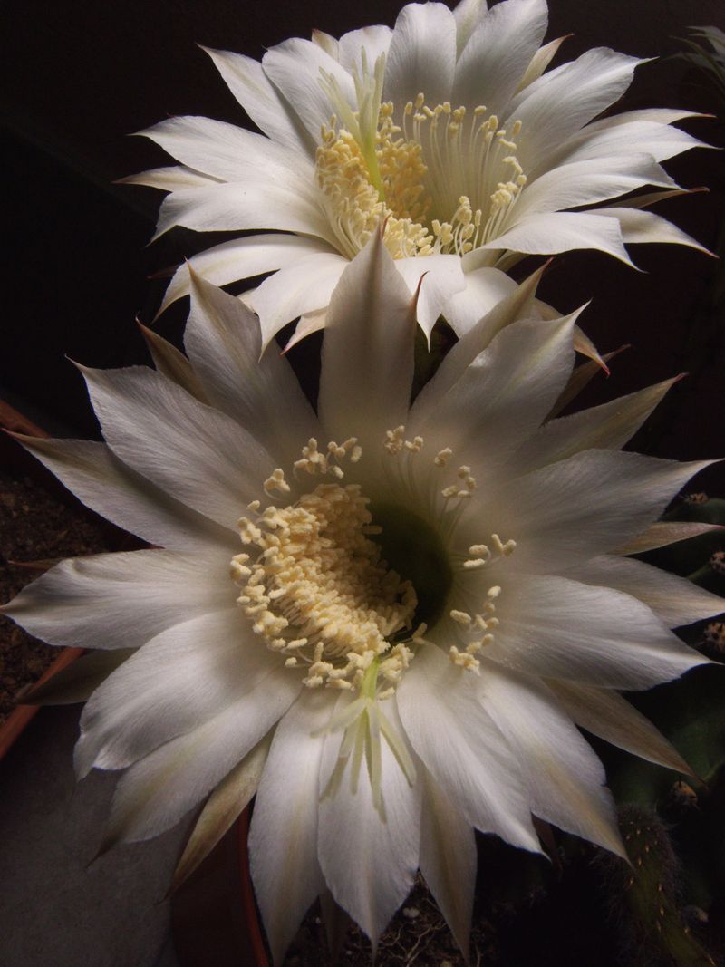 Echinopsis Oxygona