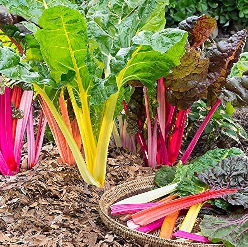 Five Color Silverbeet Swiss Chard