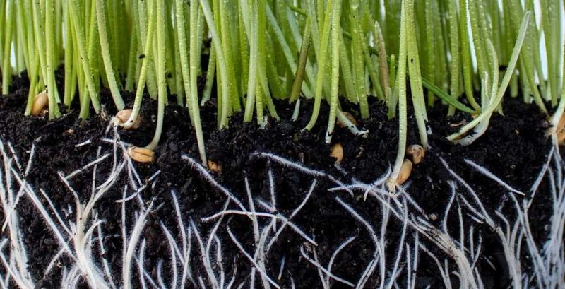 Integrating Mycorrhizal Fungi