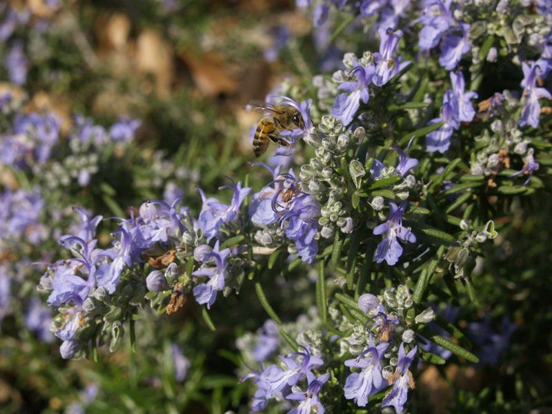 Add Thorny or Dense Plants as Natural Fences
