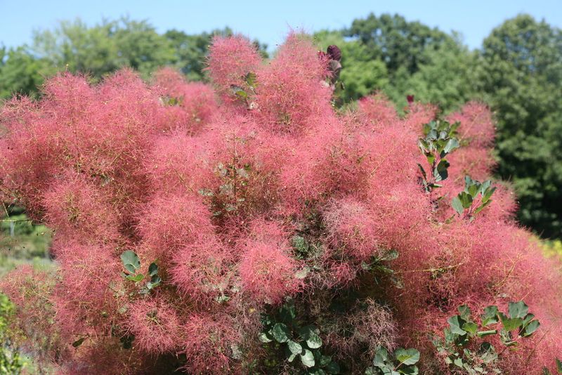 Smoke Tree