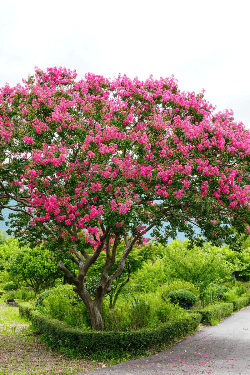 Crape Myrtle (Lagerstroemia indica)