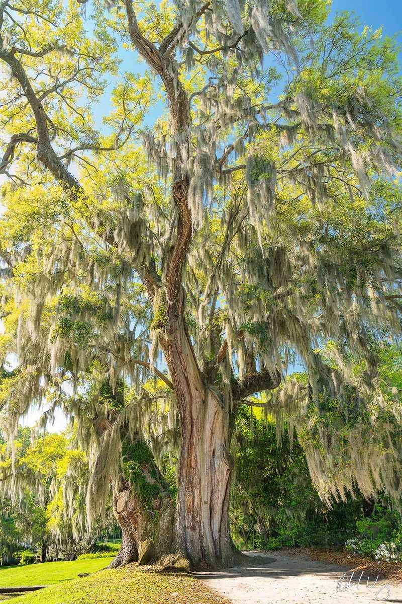 Southern Live Oak