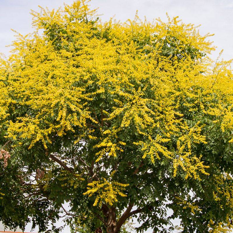Golden Rain Tree (Koelreuteria paniculata)