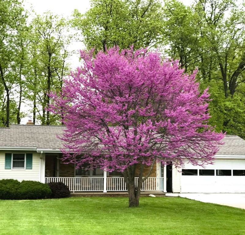 Eastern Redbud (Cercis canadensis)