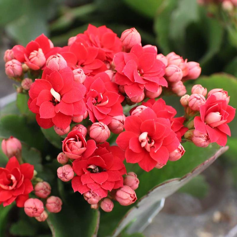 Kalanchoe Blossfeldiana