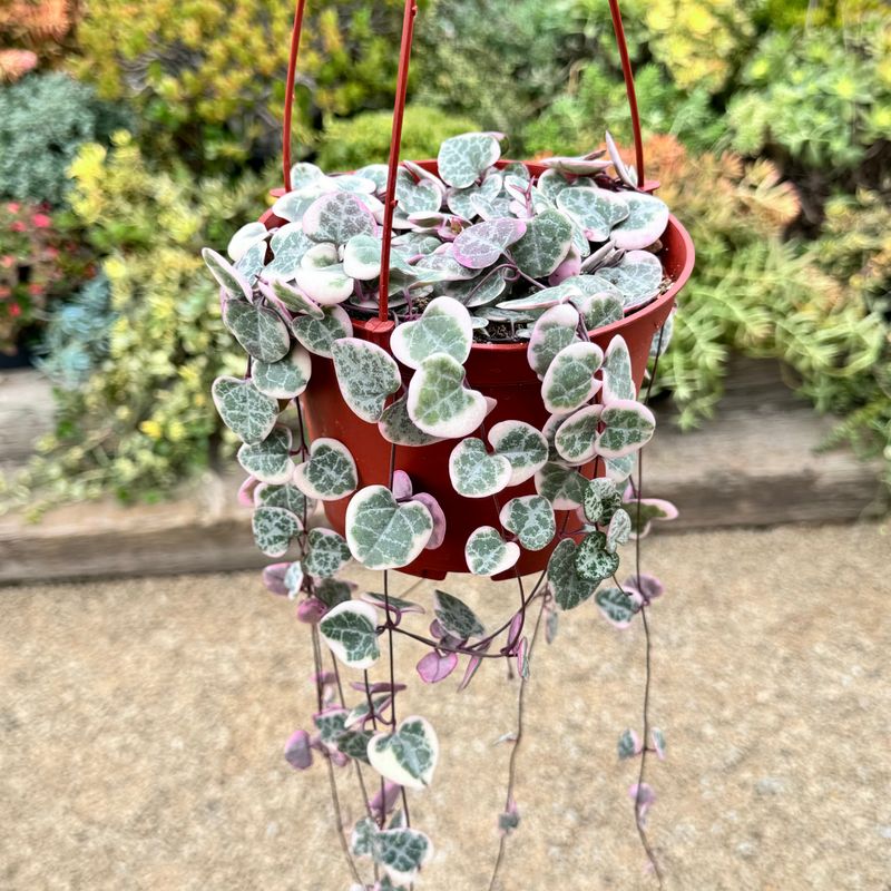 Ceropegia Woodii (String of Hearts)