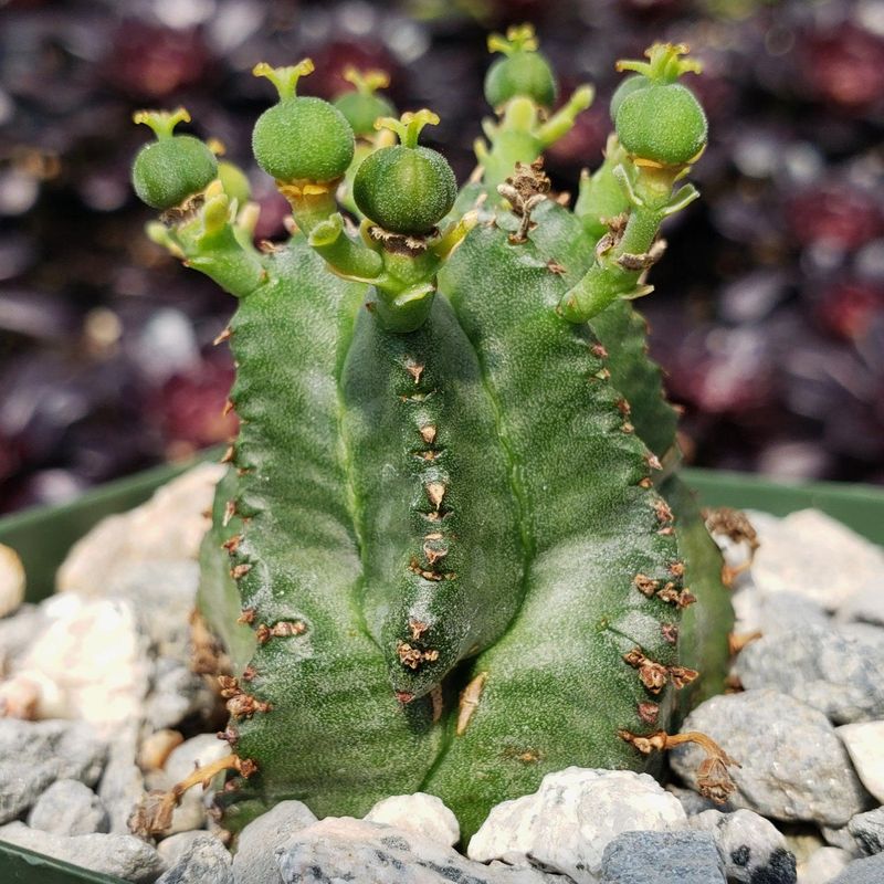 Euphorbia