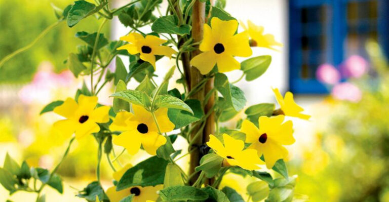 Create a Living Fence with These Gorgeous Climbers