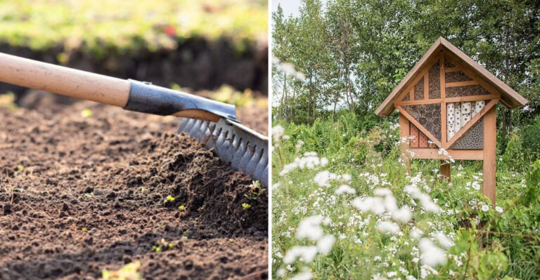 Create a Waterless Wildflower Meadow