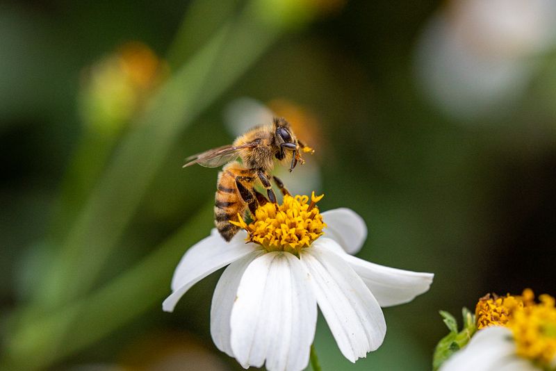 Reduces Lawn Chemical Exposure