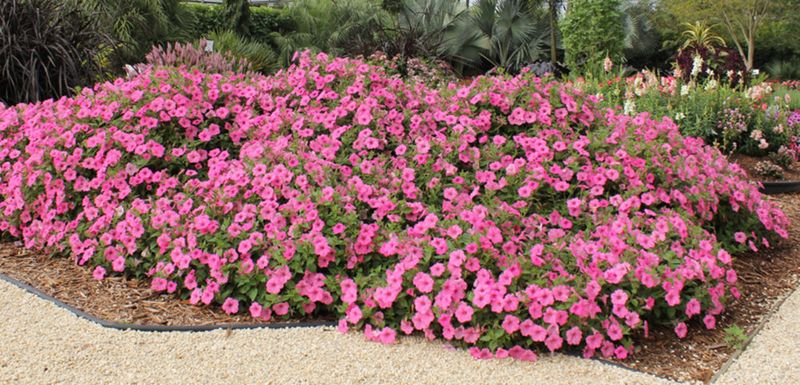 Using Petunias for Ground Cover