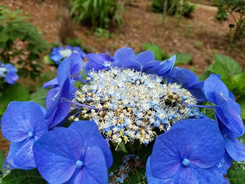 Exploring Historical Varieties