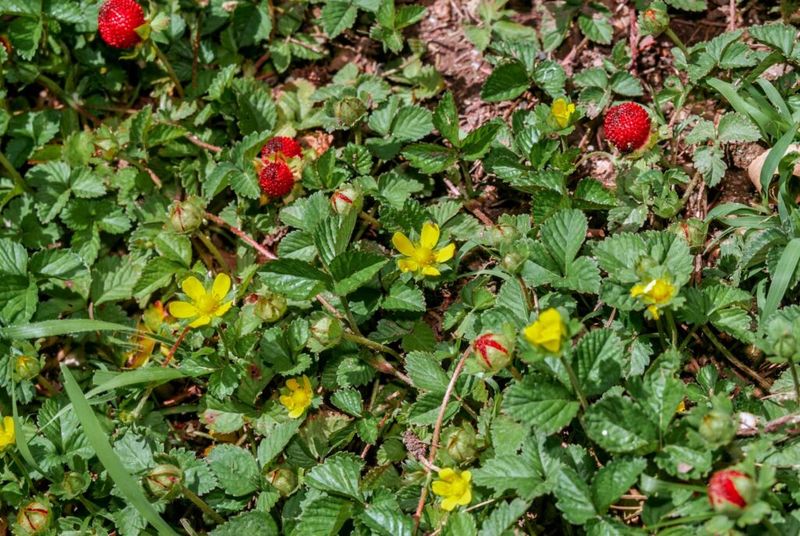 Wild Strawberry