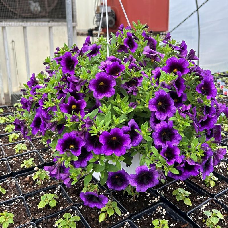 Calibrachoa (Million Bells)