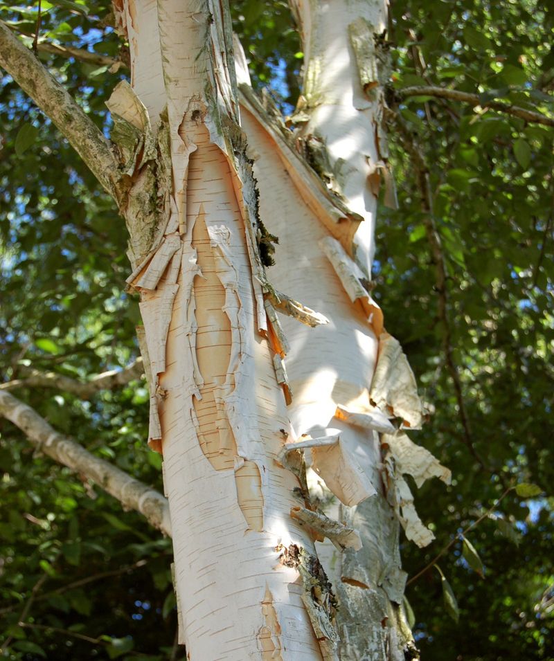 Himalayan Birch