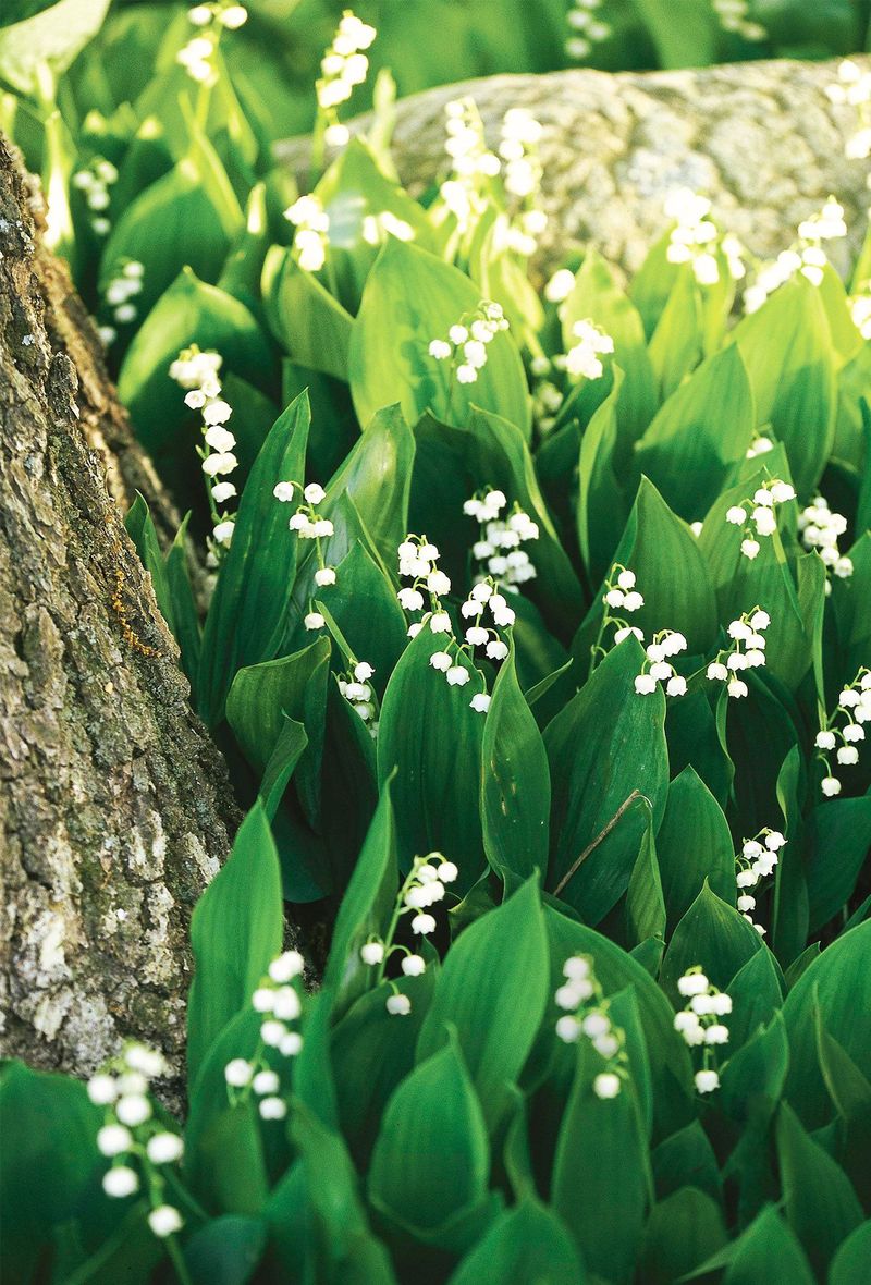 Lily of the Valley (Convallaria majalis)