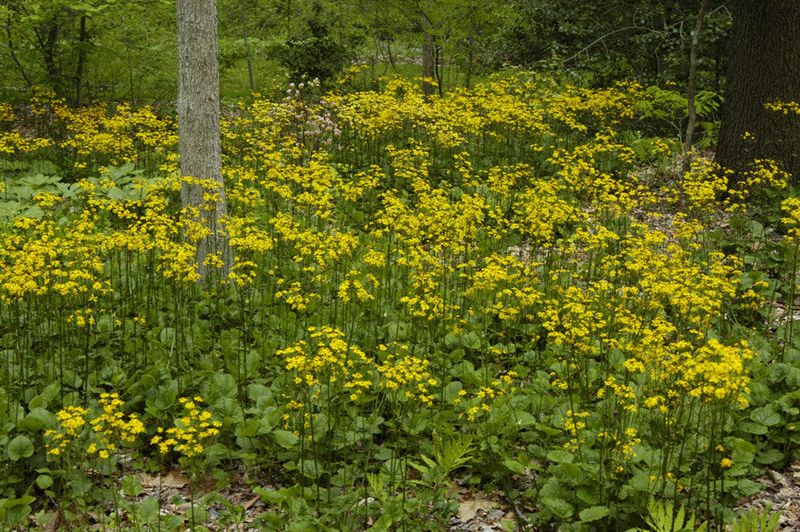 Golden Groundsel (Packera aurea)