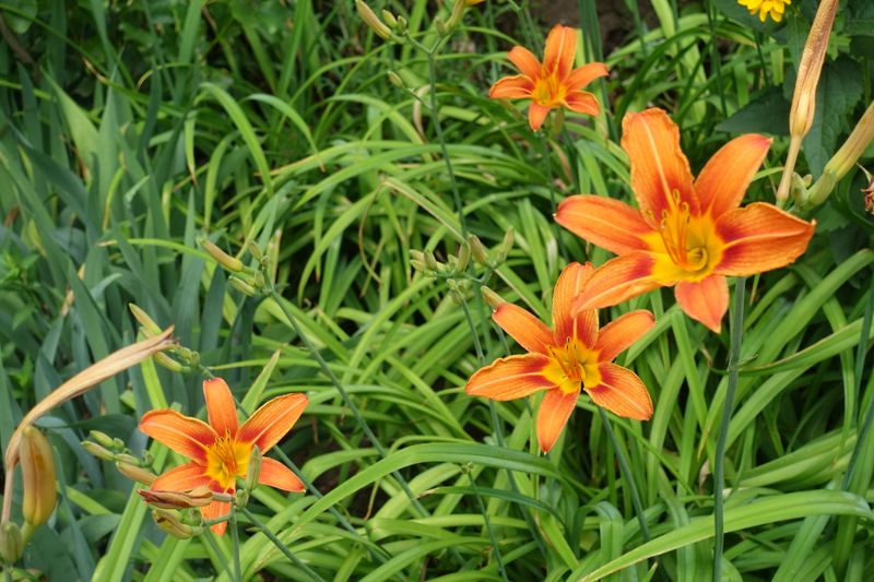 Daylilies