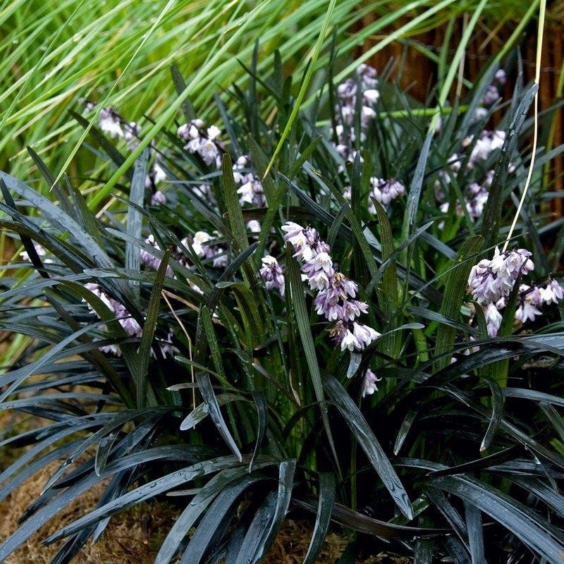 Ophiopogon