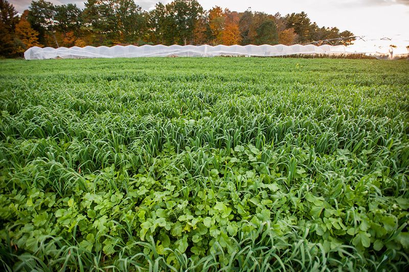 Cover Crops for Soil Health