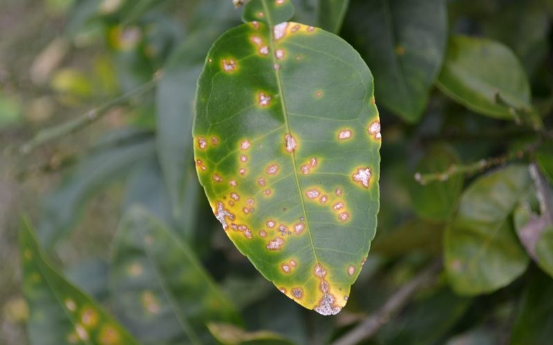 Bacterial Leaf Spot