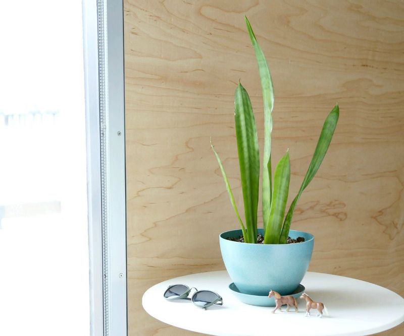 Snake Plant (Sansevieria trifasciata)