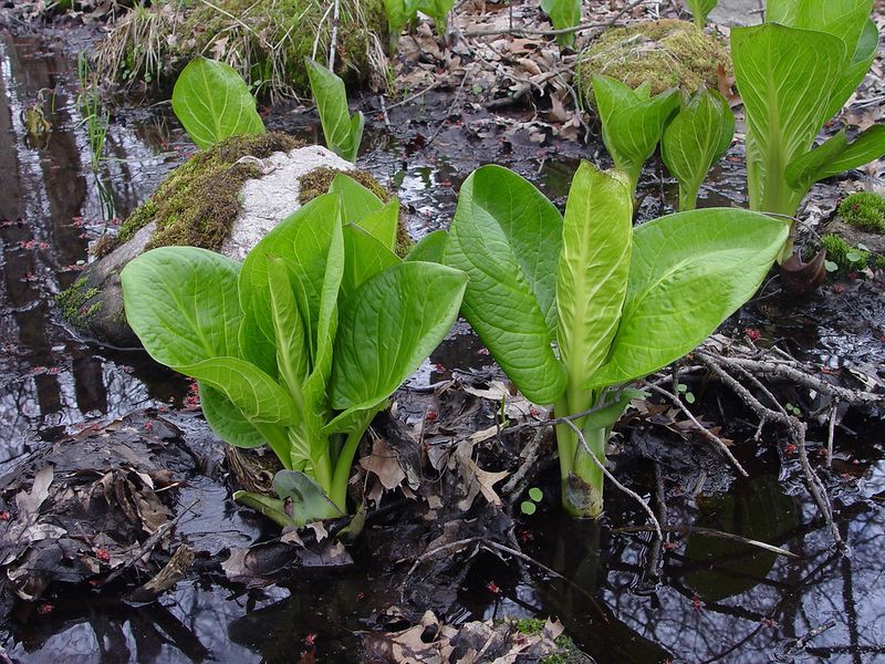 Skunk Cabbage