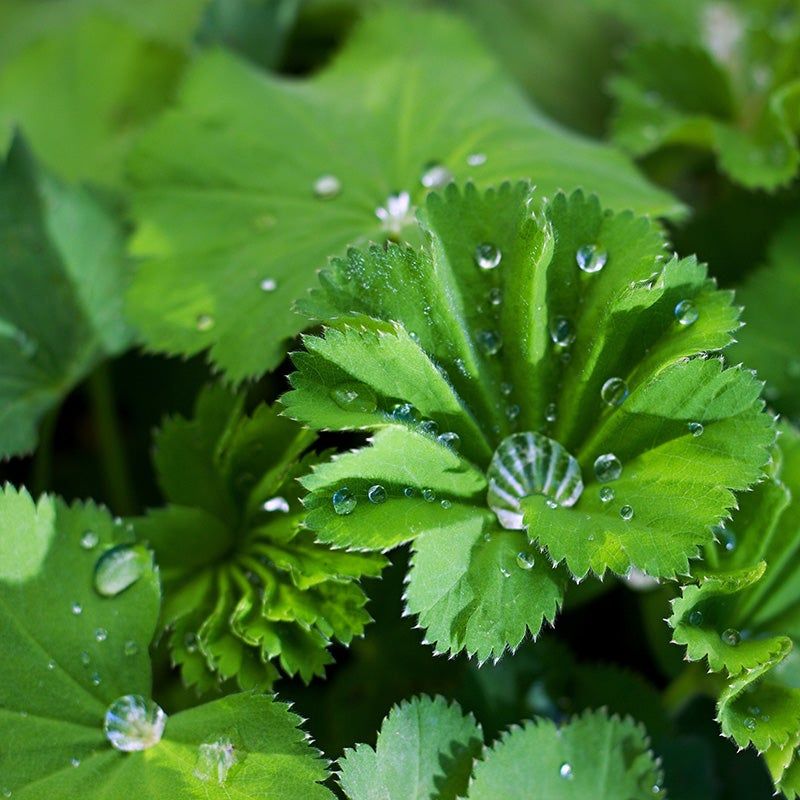 Lady’s Mantle