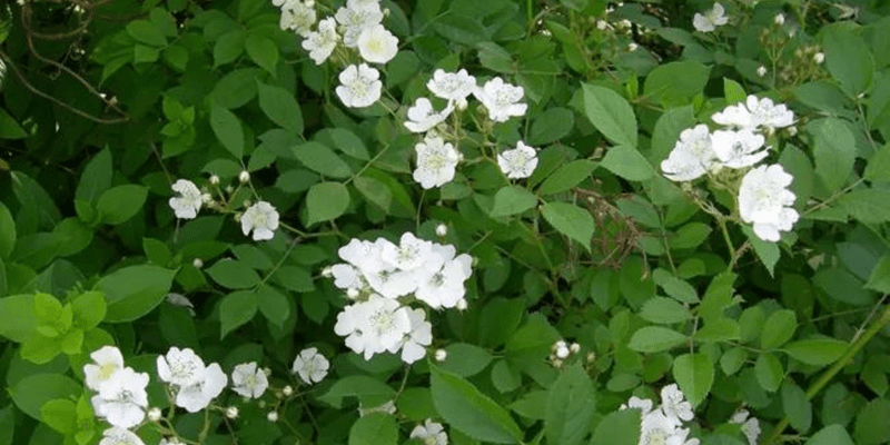 Multiflora Rose (Rosa multiflora)