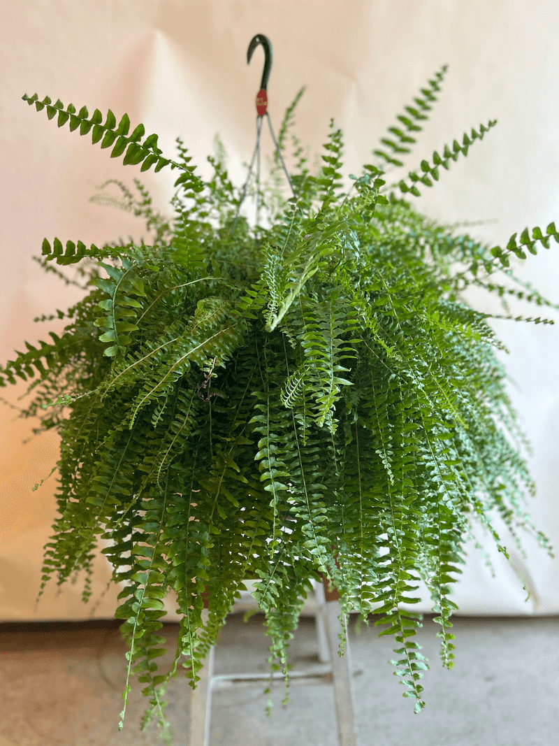 Ferns (when overwatered)