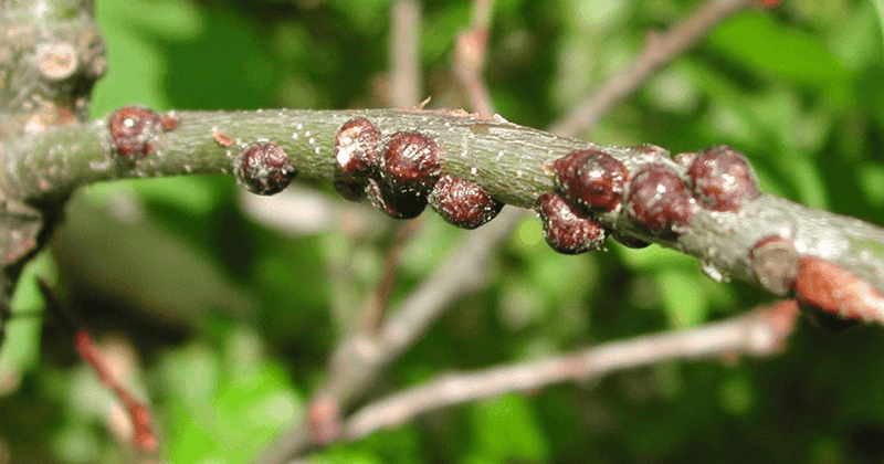 Scale Insects